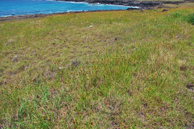 Herbe sèche sur l'île de Pâques, Chili