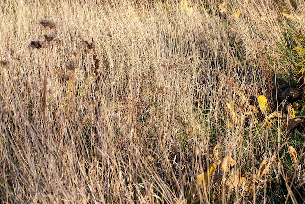 Herbe sèche jaune en automne sur le terrain l'herbe s'est desséchée et est devenue jaune en automne