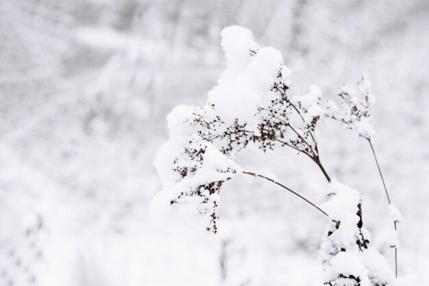 Herbe sèche avec de la neige en hiver. Fond blanc naturel. Roseau neigeux blanc sec. Couleurs pastel neutres. Copier l'espace