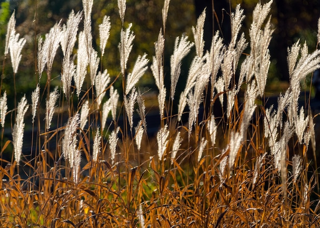 Herbe sèche, roseaux, tiges dans le vent à la lumière dorée du coucher du soleil