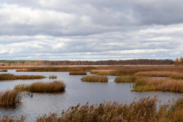 Herbe sèche sur le territoire du lac