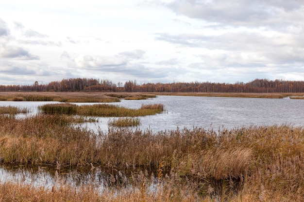 Herbe sèche sur le territoire du lac