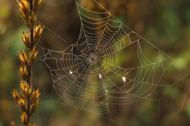 Herbe sèche et toile d'araignée en gouttes de rosée sur un arrière-plan flou