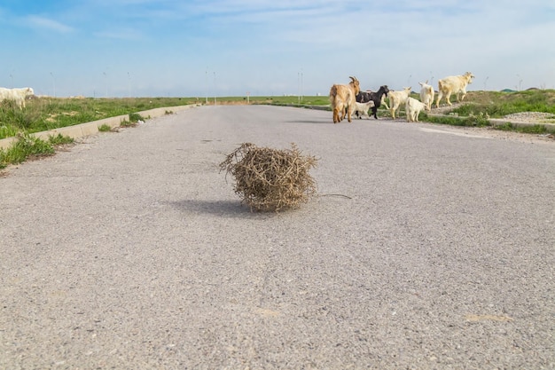 Herbe sèche de tumbleweed roulant sur la route