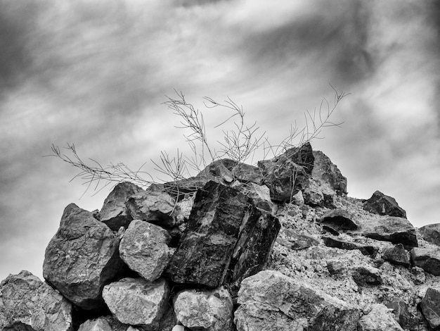 herbe séchée sur les rochers