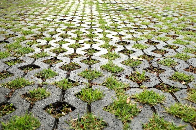 Herbe sur le sol en brique