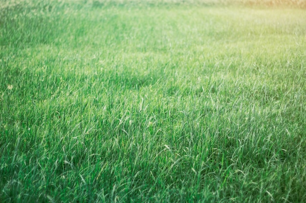 herbe avec le soleil du soir.