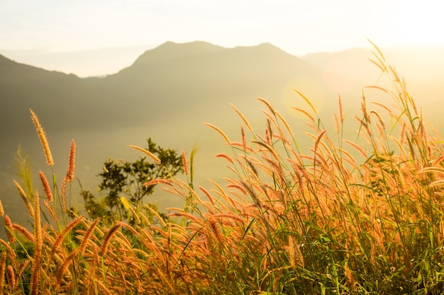 Herbe et soleil