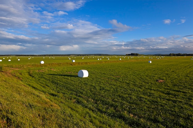 Herbe tassée - l'herbe emballée en balles pour nourrir les animaux en hiver