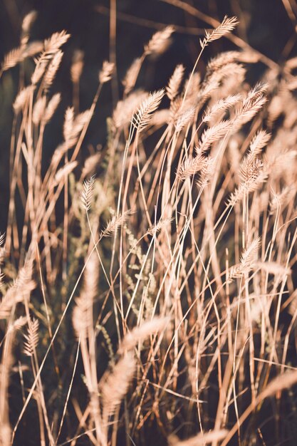 Herbe sur le terrain