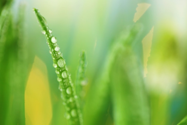 Herbe tiges avec des gouttes d&#39;eau macro