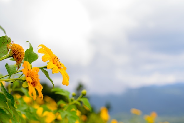 Photo herbe de tournesol mexicain et fond de ciel bleu.