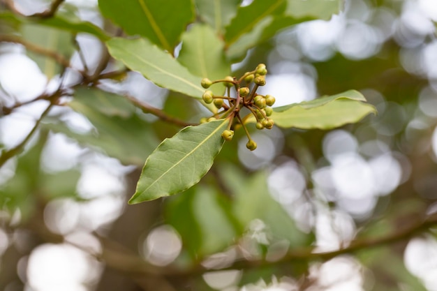 Herbe tropicale Bay Leaf l'herbe riche en arôme utilisé comme ingrédient dans de nombreux aliments