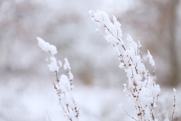 Herbe végétative de neige en hiver. Herbe sèche sous la neige