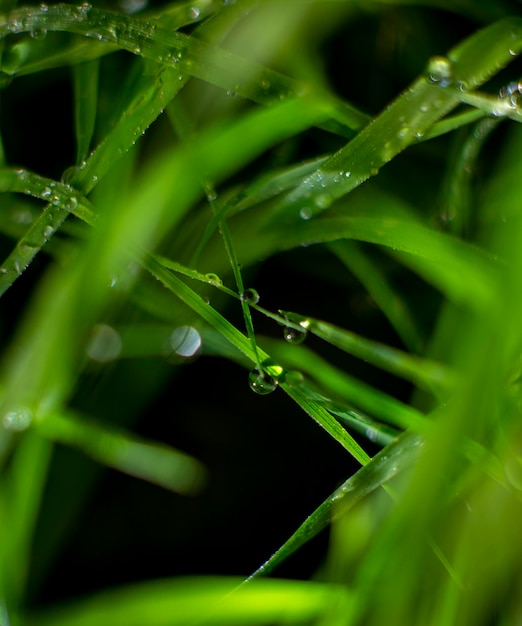 Herbe verte après la pluie près du fond