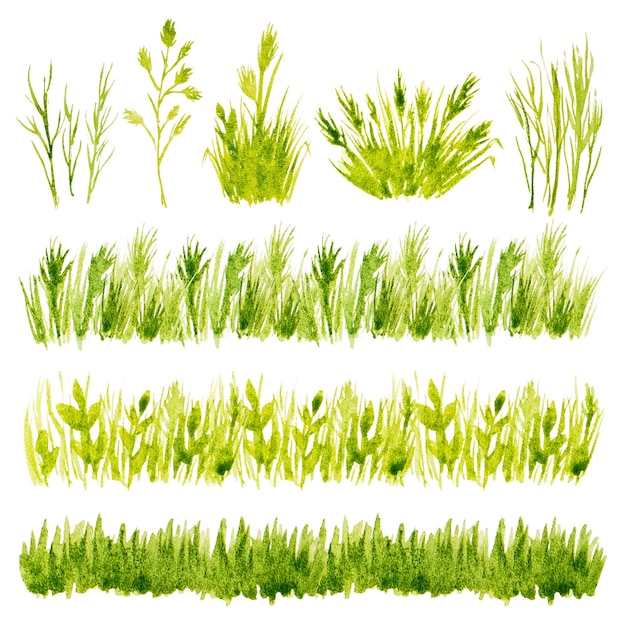 Herbe verte aquarelle sur fond blanc