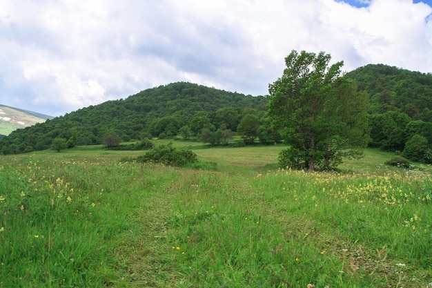 Herbe verte avec des arbres en montagne