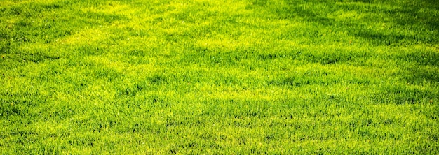 L'herbe verte en arrière-plan