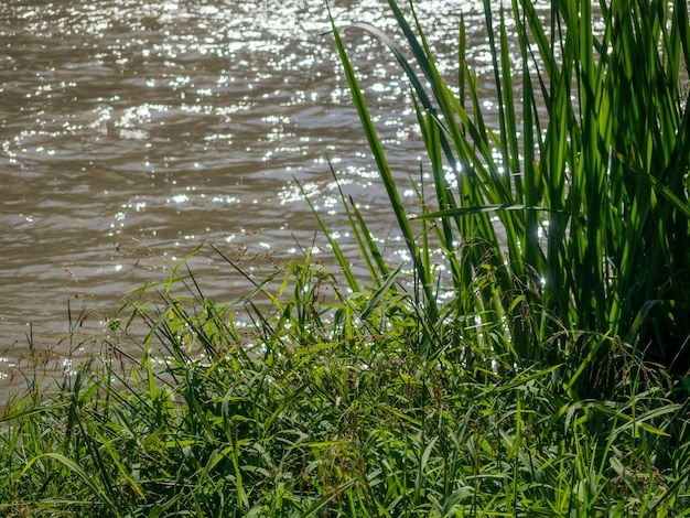 herbe verte au bord de la rivière