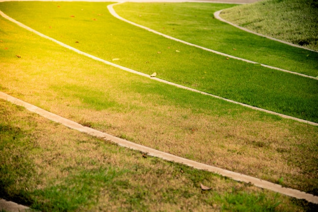 Herbe verte au lever du soleil.