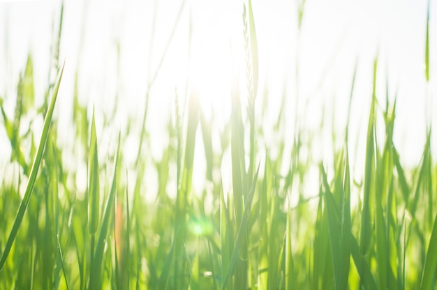 Herbe verte au soleil