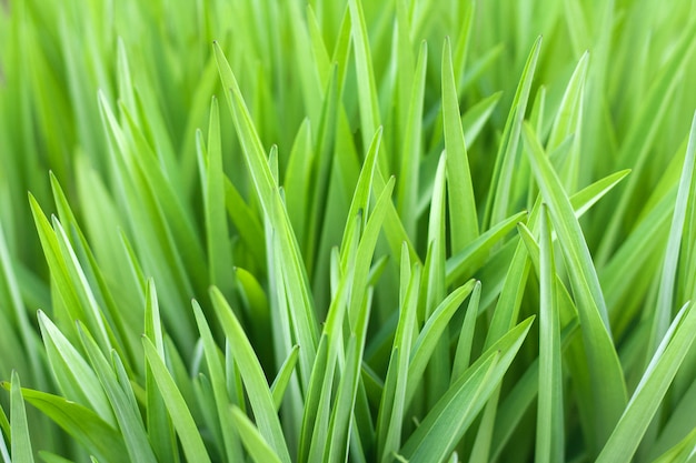 Herbe verte beau fond naturel