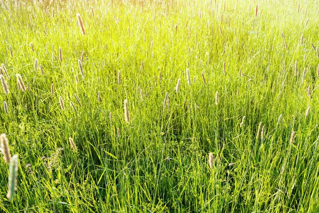 Herbe verte brillante, fond de prairie luxuriante