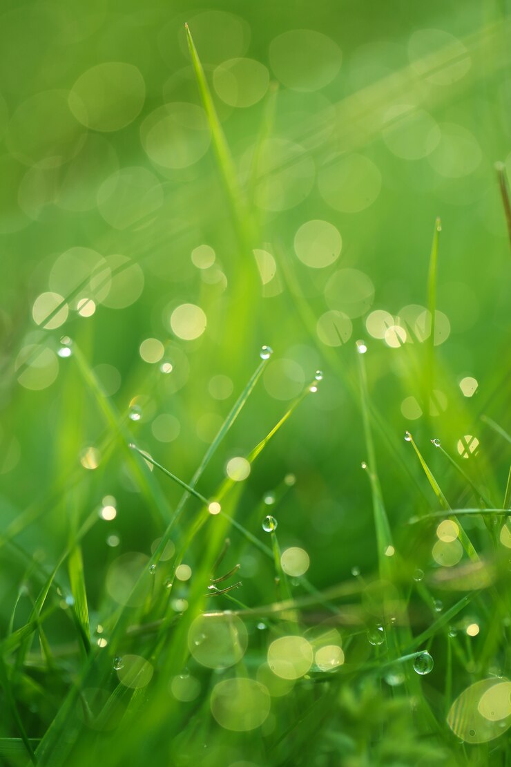 Photo herbe verte brillante avec des gouttes d'eau.