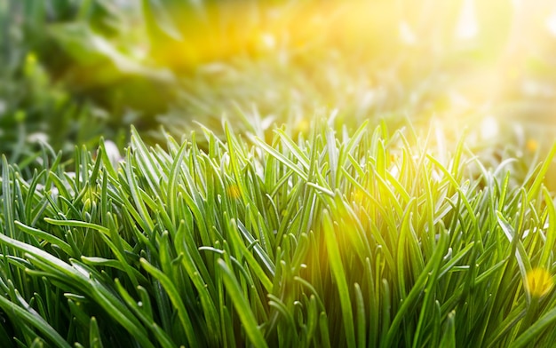 Herbe verte brillante sous les rayons jaunes du soleil.