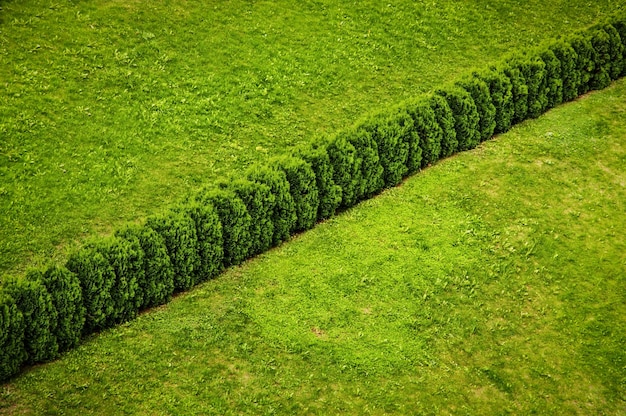 Herbe verte et buisson comme texture