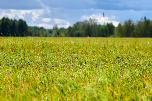 Herbe verte, champ de prairie, fond de forêt. Paysage d'été, bétail de pâturage. Belle herbe et fond de forêt pour la conception.