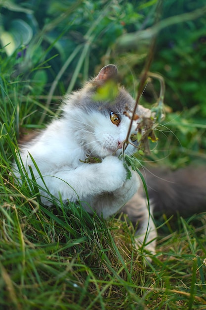 Herbe verte et chat Adorable jeune chat mange de l'herbe dans le parc sur la nature Chat amusant mange de l'herbe