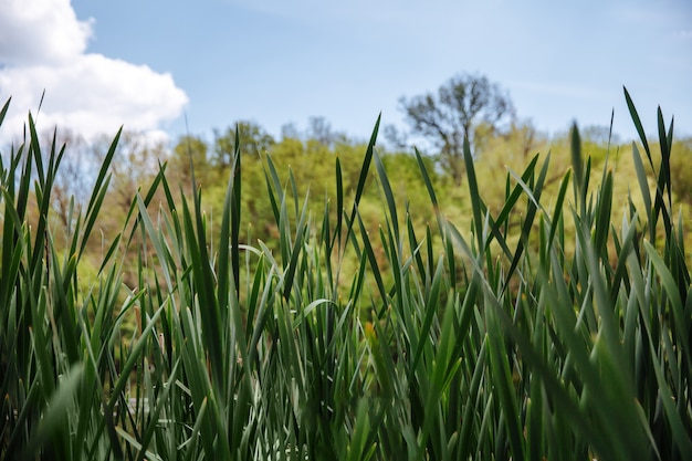 Herbe verte sur un ciel bleu clair, thème de la nature du printemps.