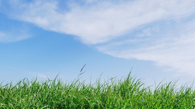 Photo herbe verte et ciel bleu avec des nuages blancs en été