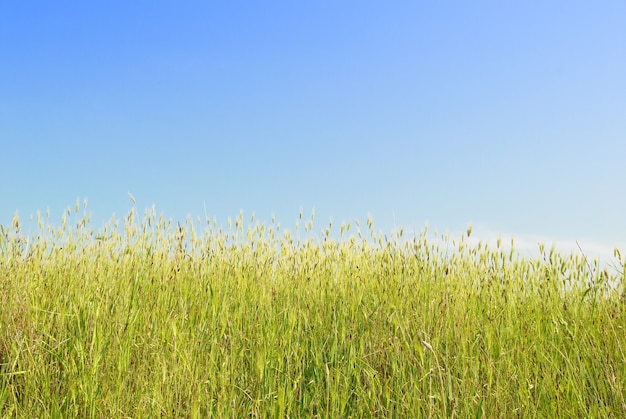 Herbe verte avec ciel bleu et nuages.