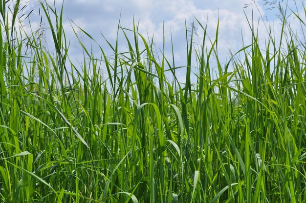 Herbe verte et ciel bleu