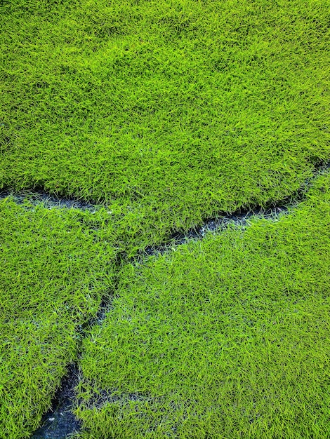 Herbe verte comme texture de fond