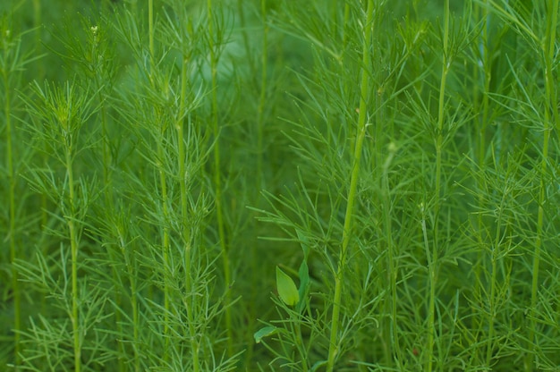 Herbe verte composée de fines tiges