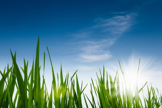 Herbe verte contre un ciel bleu nature environnement backgroundxA