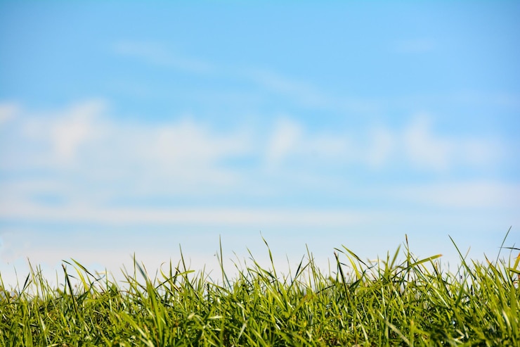 Photo l'herbe verte contre un ciel bleu