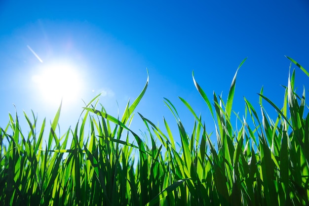 Herbe verte contre le ciel bleu