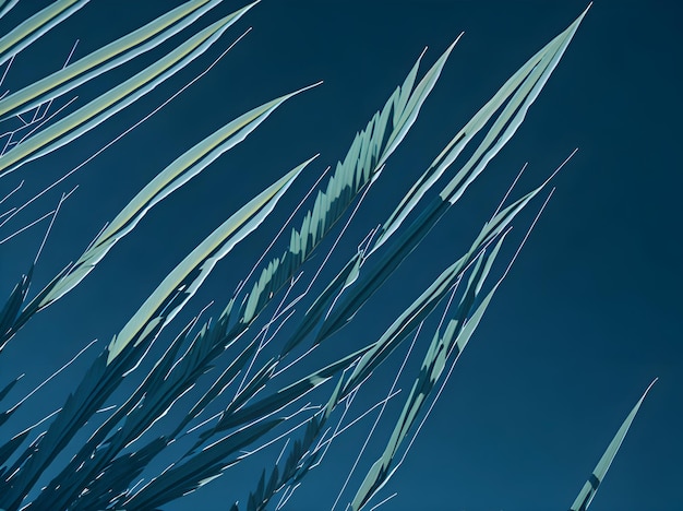 Herbe verte contre un ciel bleu