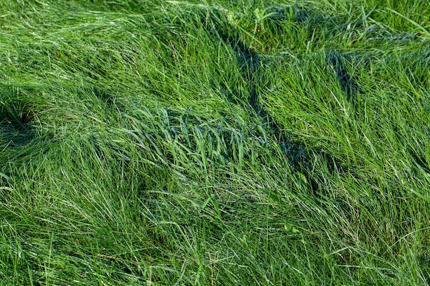 Herbe verte couverte de gouttes d'eau après la pluie