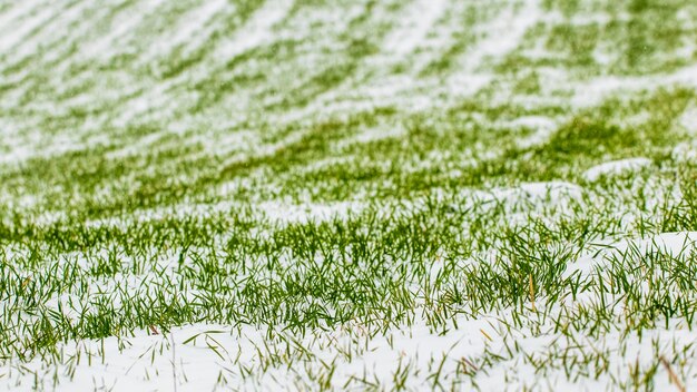 Herbe verte couverte de neige lors d'une chute de neige