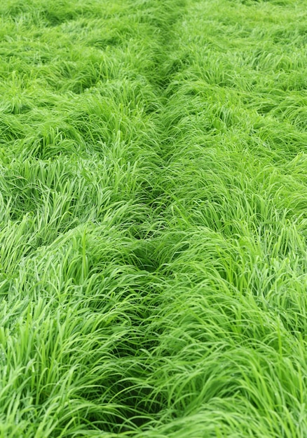 L'herbe verte cultivée dans le champ