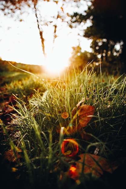 Herbe verte dans le bokeh