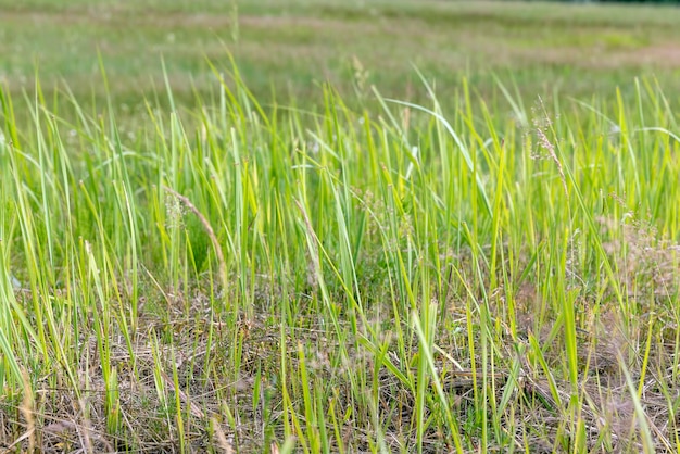 Herbe verte dans un champ en été un champ avec