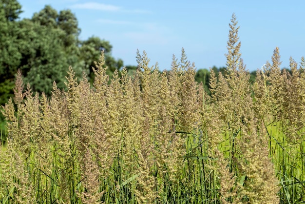 Herbe verte dans un champ en été un champ avec