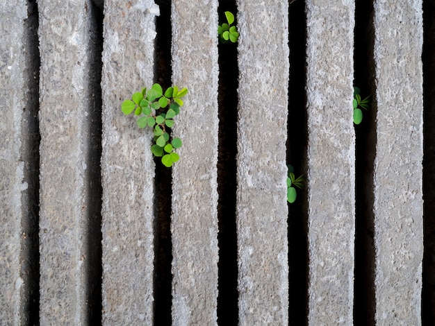 herbe verte dans le fond de bloc de ciment