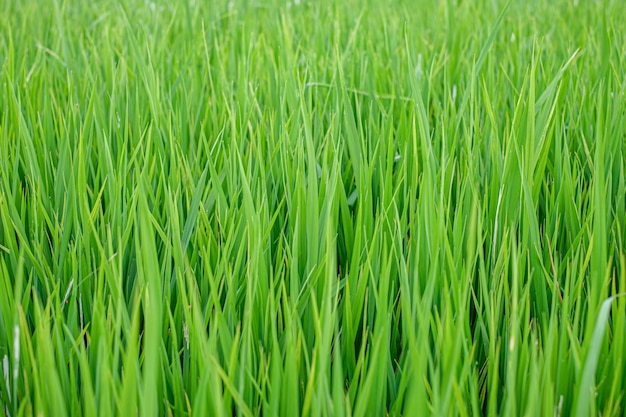 L'herbe verte dans le fond de la nature